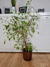 Duży wysoki kwiat doniczkowy fikus benjamin ficus 83cm