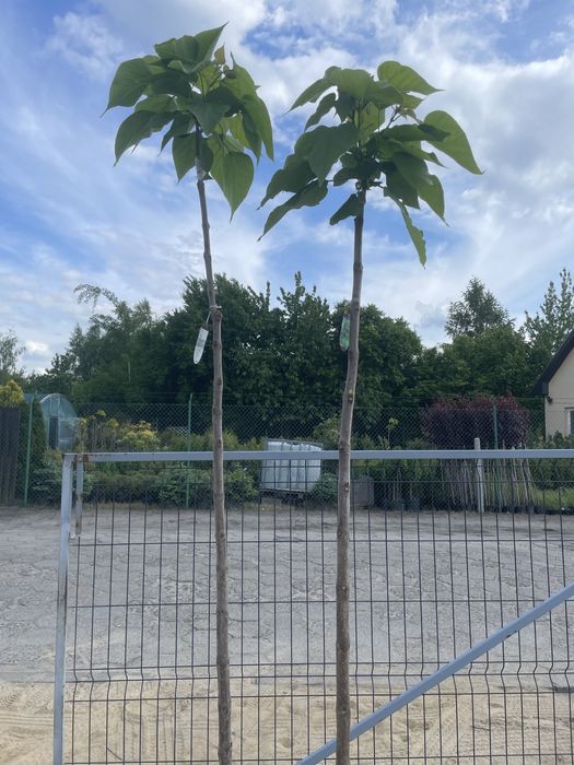 Polecamy : Catalpa Nana wysokosc 180-210 cm