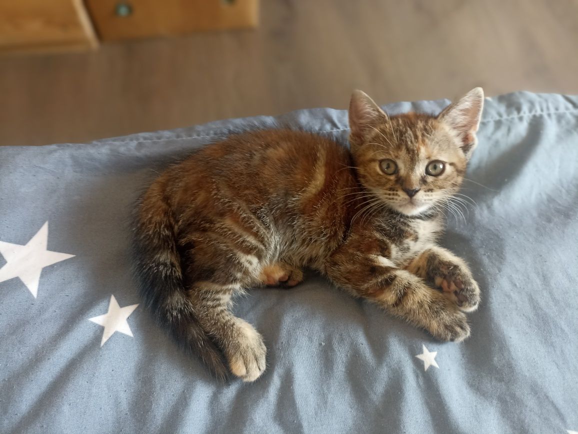 Кошенята шотландські