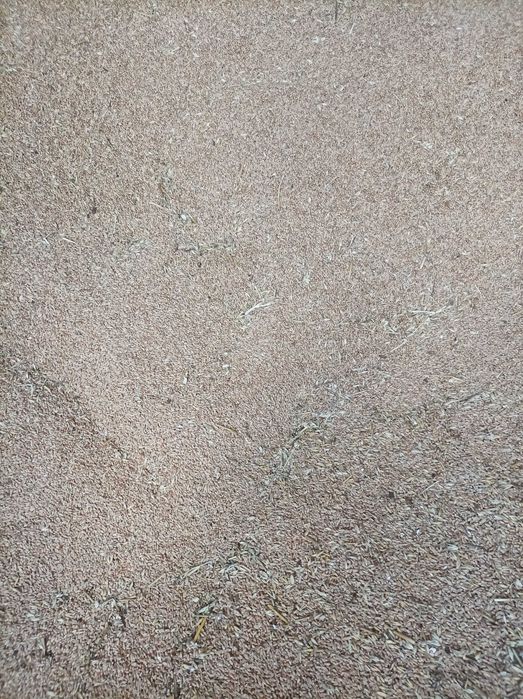 Pszenica jara cena do negocjacji