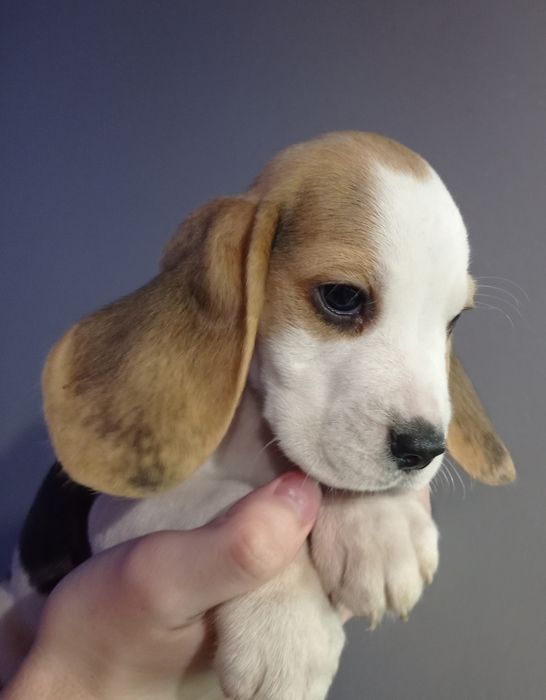 Біглюшки 2,5 місяці