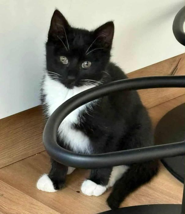 Kocurek wypatruje domku