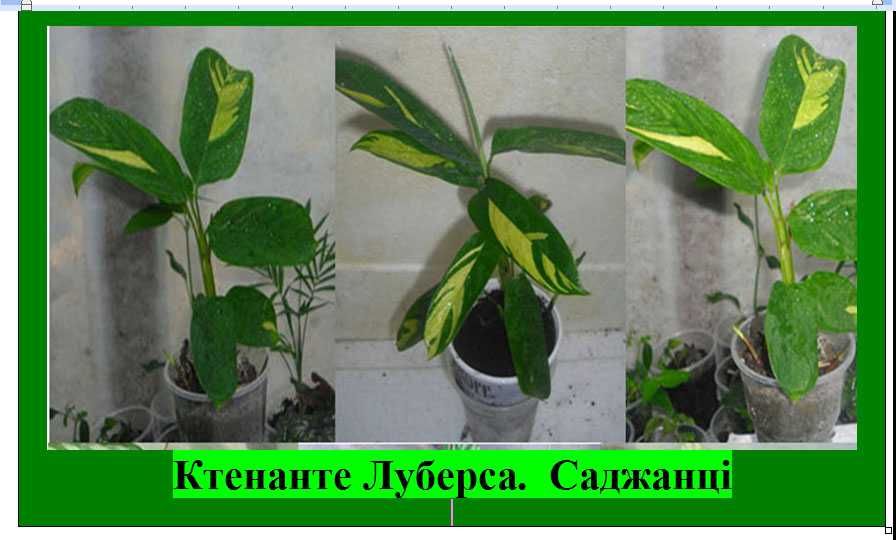 Шефлера Дифенбахія Санхеція Кімнатні рослини квіти