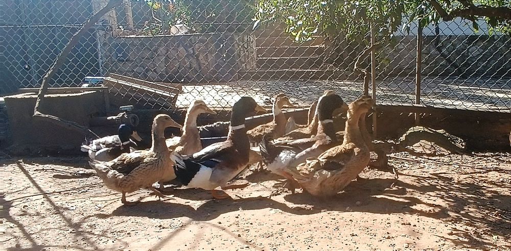 Patos Ruão,  casais ou machos e patos mudos, só  machos