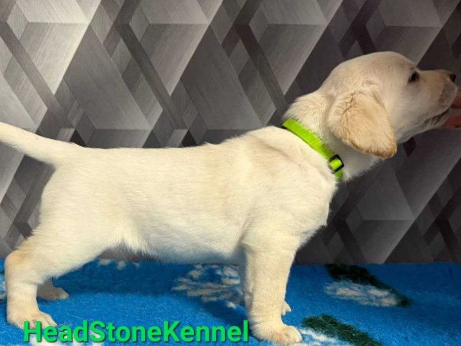 Лабрадор ретривер Щенки