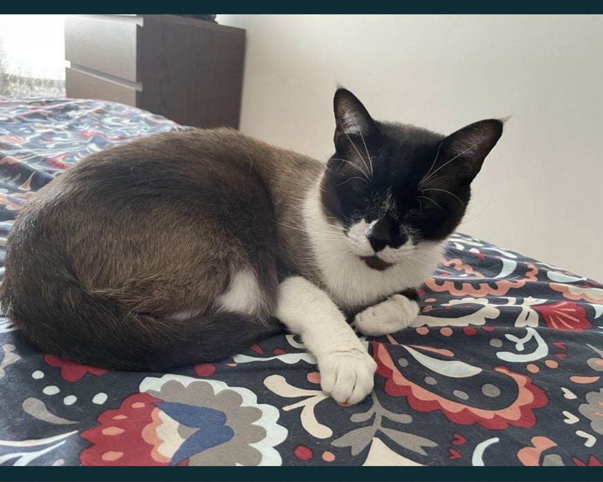 Gato para adopção