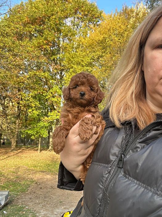 Niesamowita dziewczynka toy pudel FCI