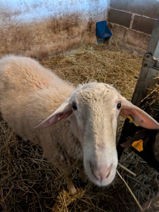 Carneiro Assaf adulto