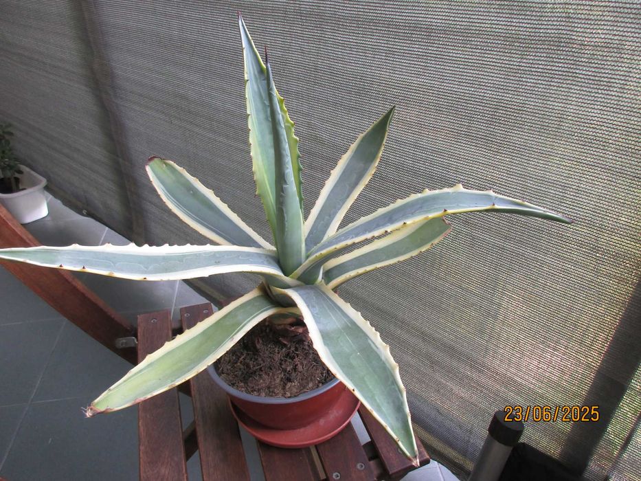 Kaktusy Agawa -  piękne -  polecam 3 rodzaje