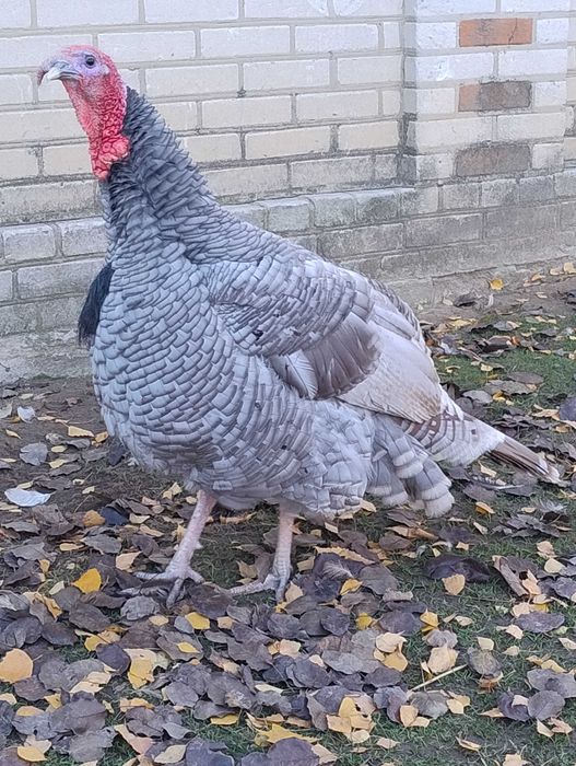 Jaja lęgowe indyk rezerwacja