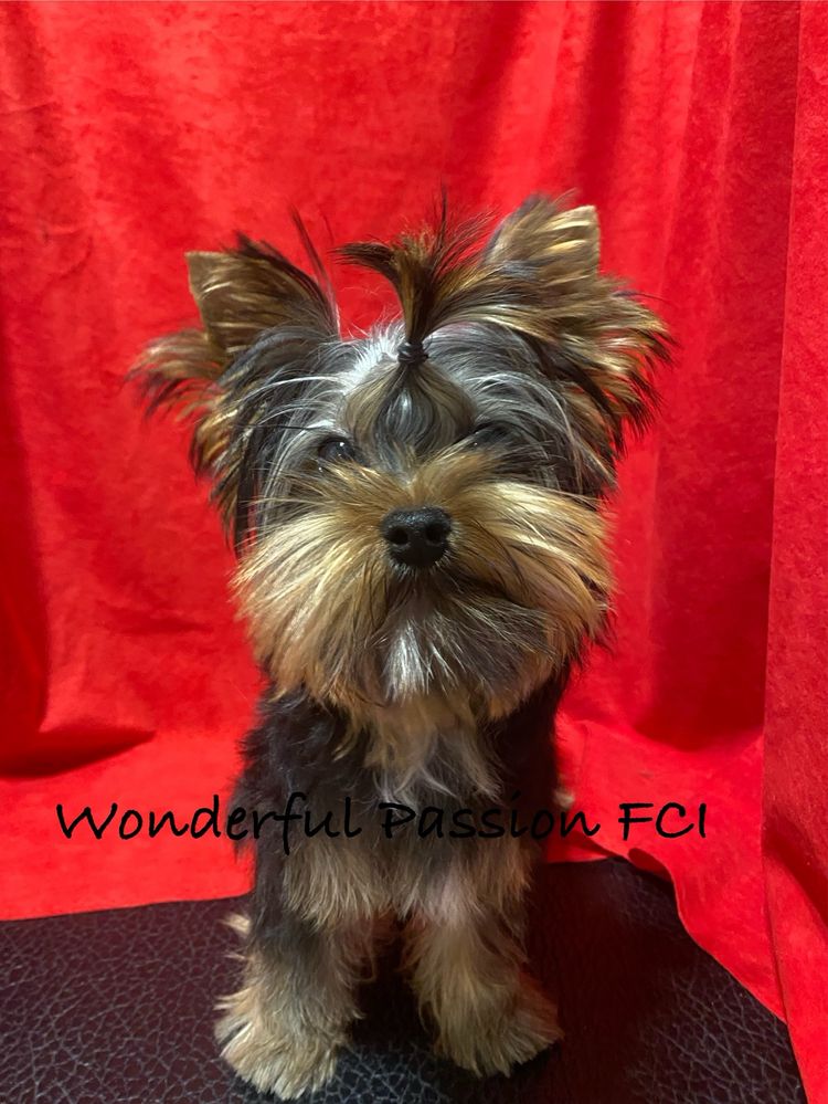 York, Yorkshire terrier FCI ZKwP