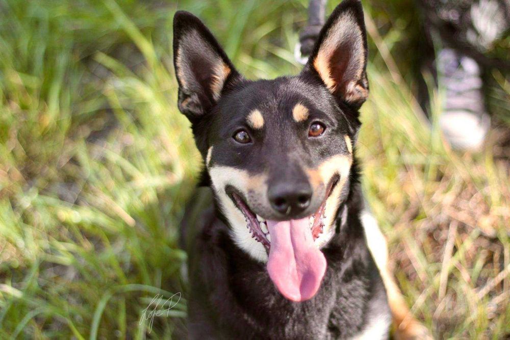 mały młody piesio czeka na dom