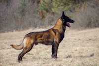 Owczarek Belgijski Malinois FCI/ZKwP