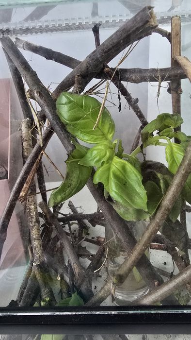 Patyczaki gatunek nieznany