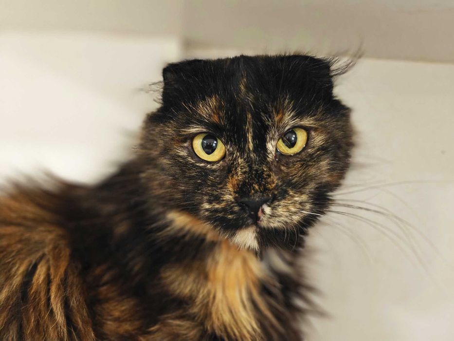 Ніжна висловуха красуня Кориця у пошуках дому! кішка кошка кіт кошеня