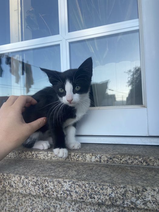 Gatos para adoção