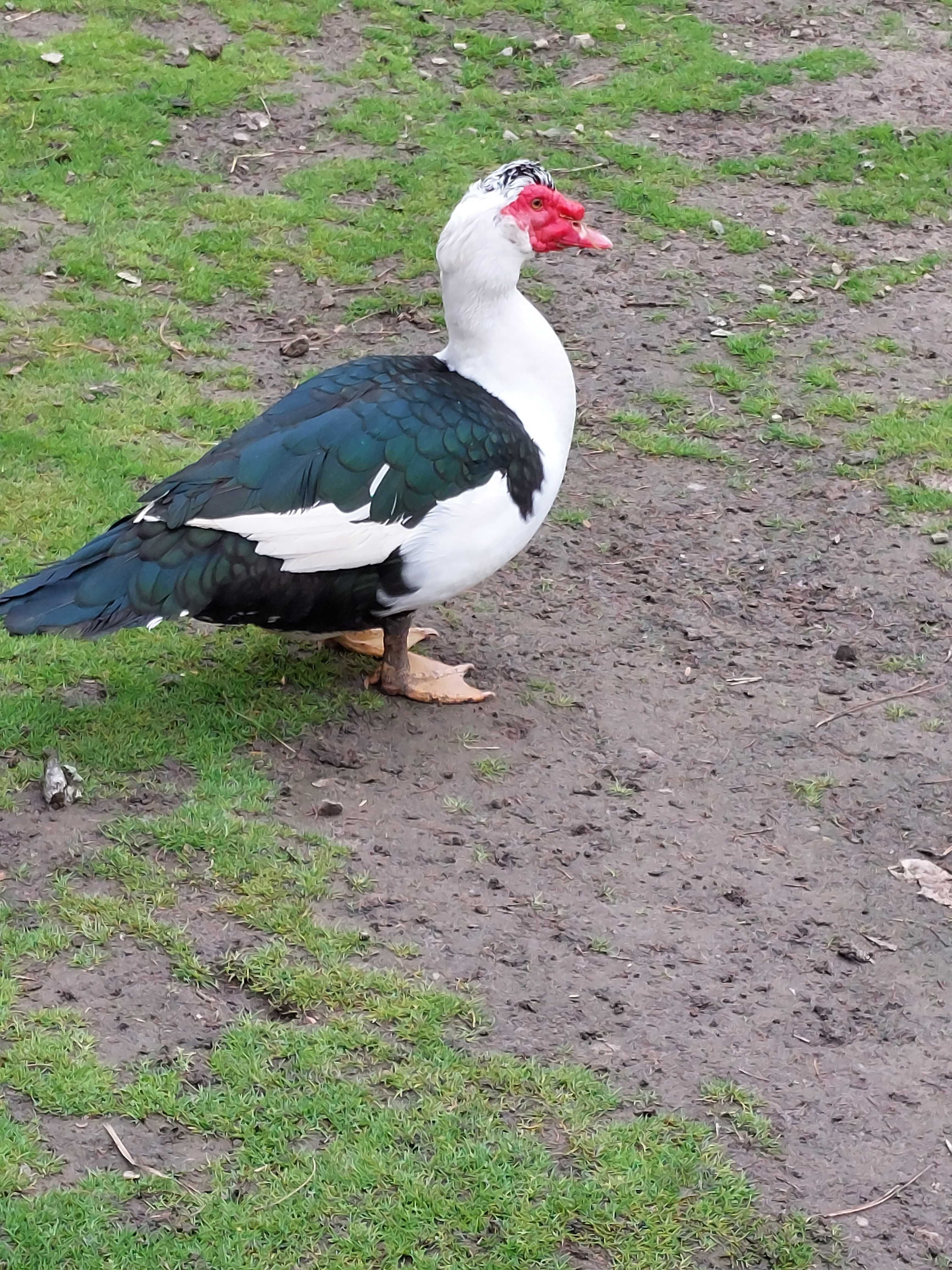 Sprzedam kaczora, duży kaczor, kaczka