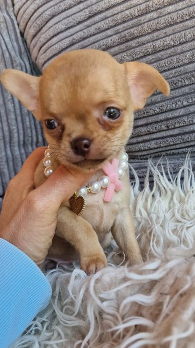 Chihuahua  piekna malutka dziewczynka
