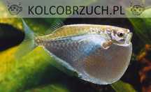 Topornica wielka - Thoracocharax stellatus - dowóz, wysyłka