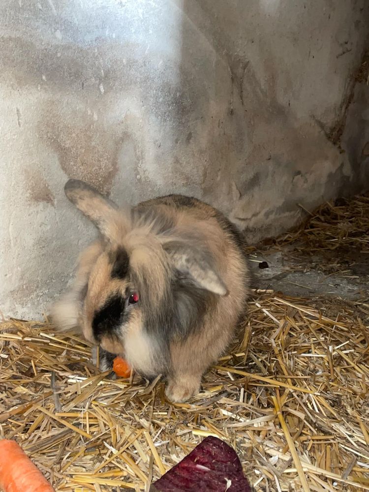 Królik miniaturka baranek lewek (cena za oba)