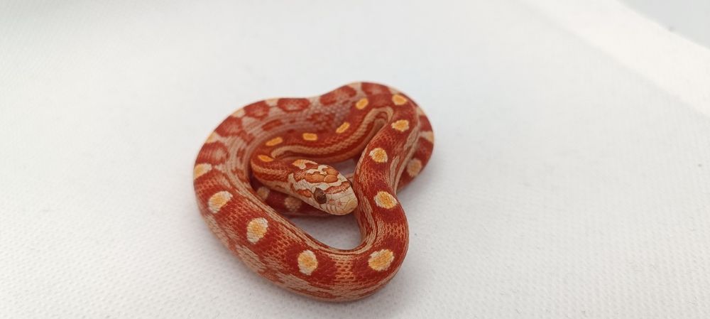 Wąż zbożowy (węże zbożowe)D4 Ultramel Motley