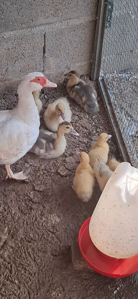 Patos mudos p/ venda