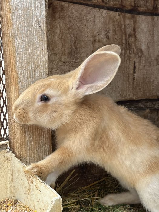 продам мясо молодого кролика