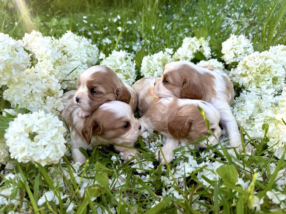 Cavalier king charles spaniel szczeniak