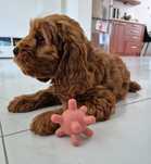Suczka Cockapoo f1 Cocker spaniel & Pudel