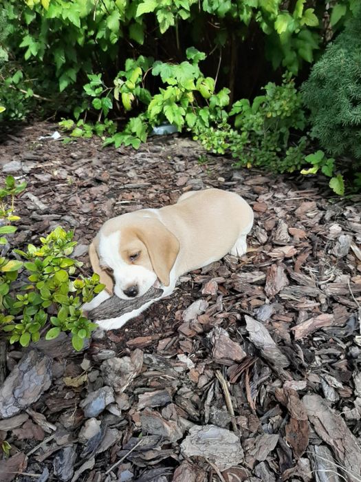 Beagle  szczeniak piesek FCI Zkwp badania genetyczne