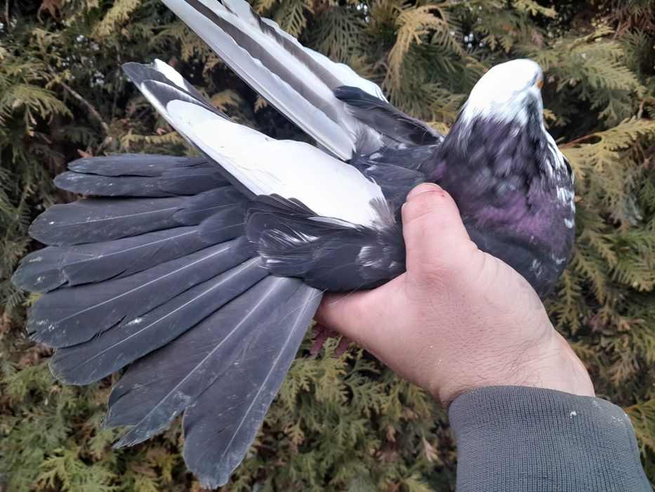 Gołębie mikołajewskie białogłówki