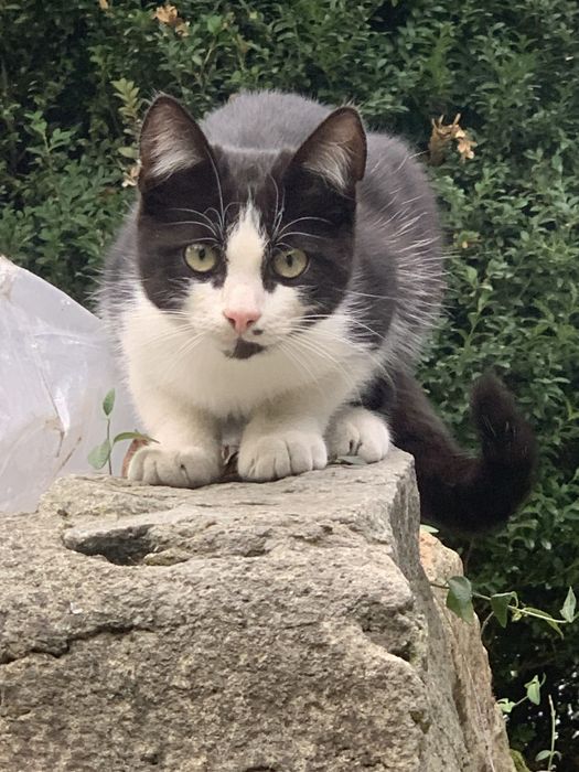 Котик  6 місяці віддам в добрі руки(безкоштовно) Привезу