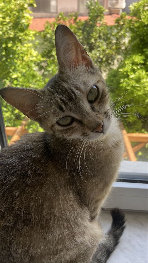 Gatinhos para adoção