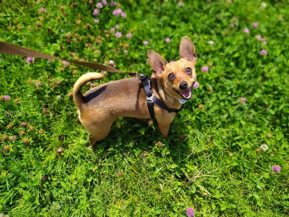 Alojamento, creche e outros serviços  para cão