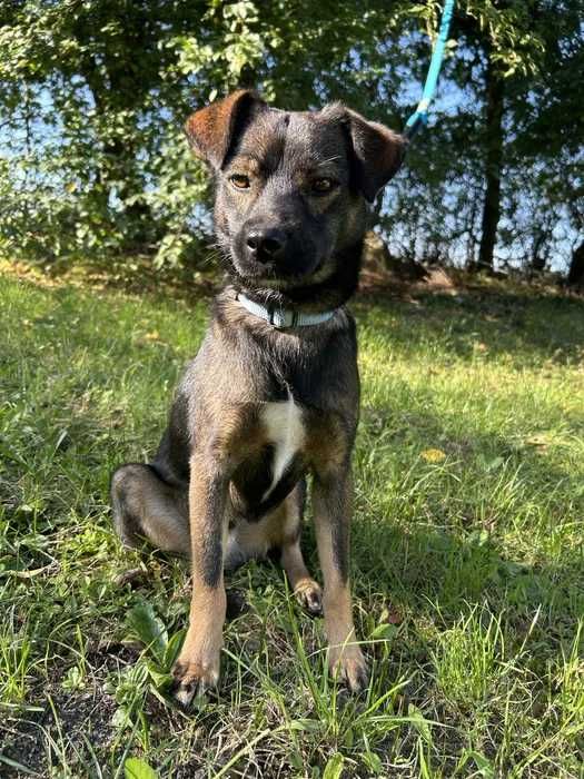 Cudowny Bruno szuka domu, 1,5 roku 10kg
