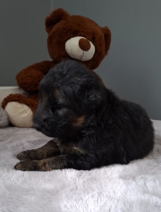 Piesek owczarka niemieckiego krótkowłosego