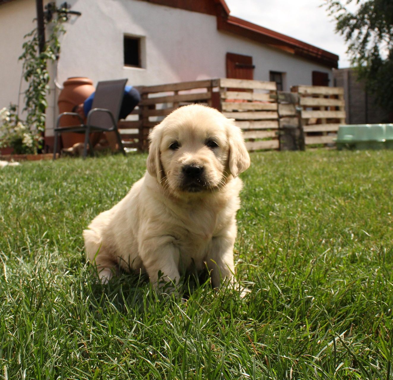 Szczeniak Golden Retriever