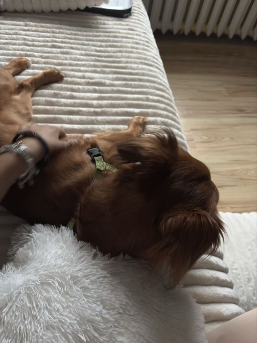 Oddam psa w dobre rece