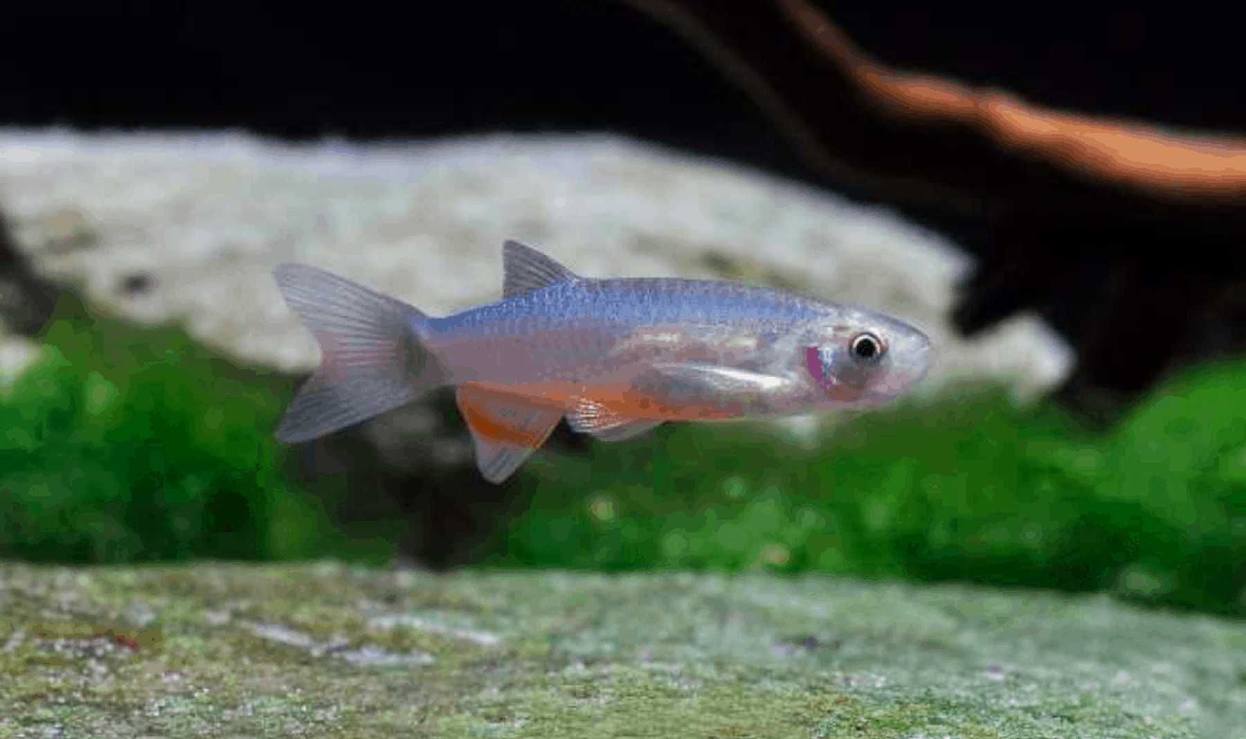 Danio roseus - Danio rosea - dowozimy do klienta, wysyłka cala Polska