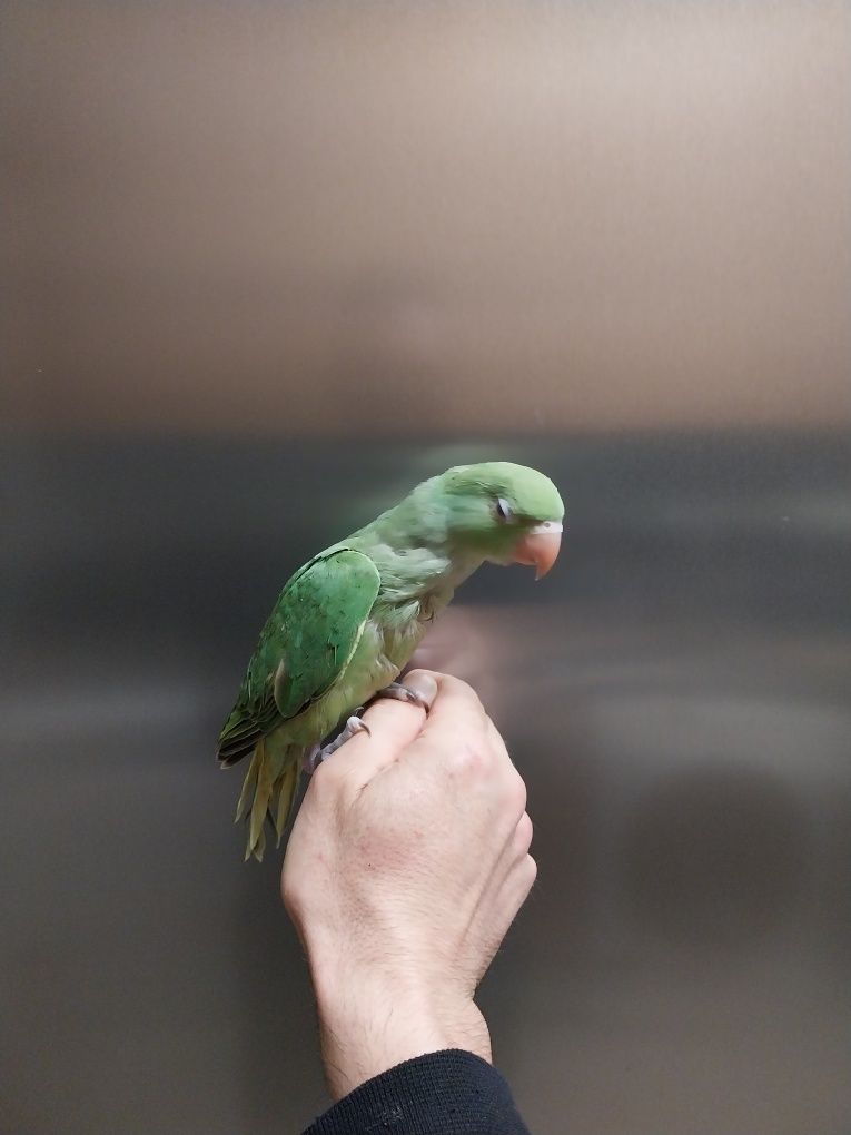 Ring necks para acabar de alimentar a mão