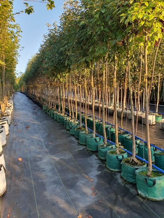 Drzewa alejowe- brzoza, platan, dąb, grab, klon, robinia, jarząb i inn