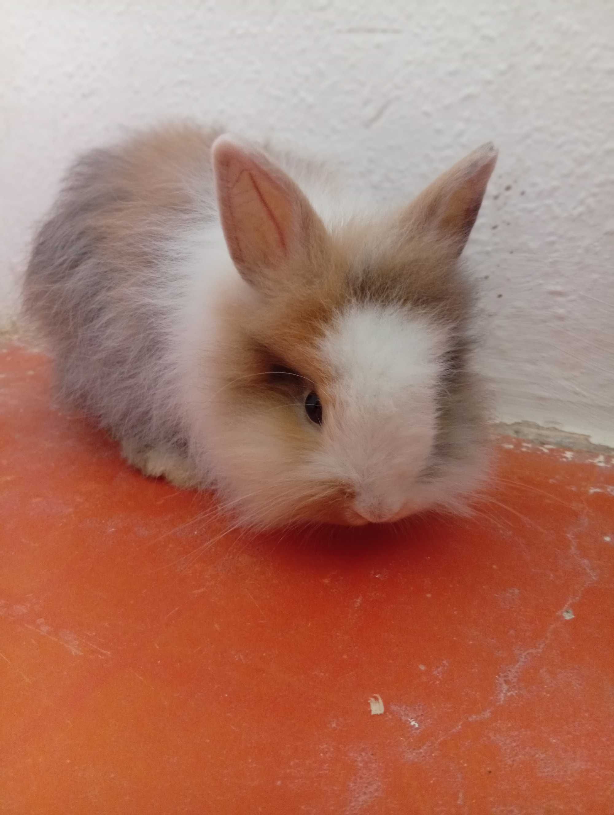 Descubra a Magia dos Coelhos Anões!