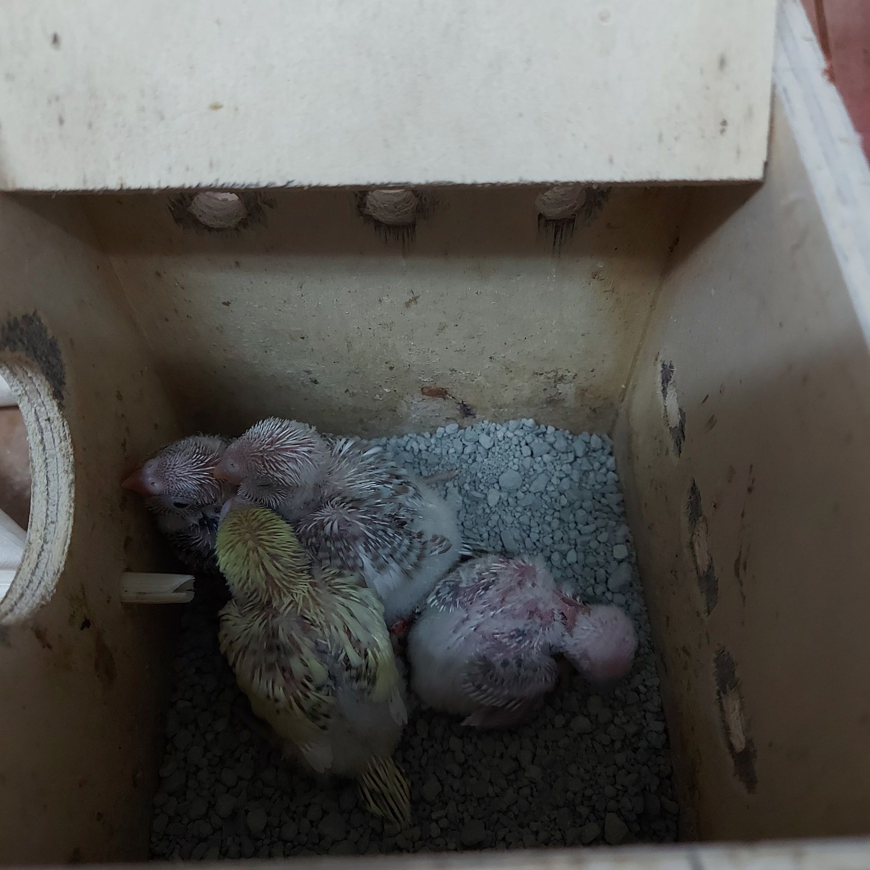 Periquitos Australianos para domesticar