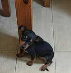 Pinscher miniatura fêmea