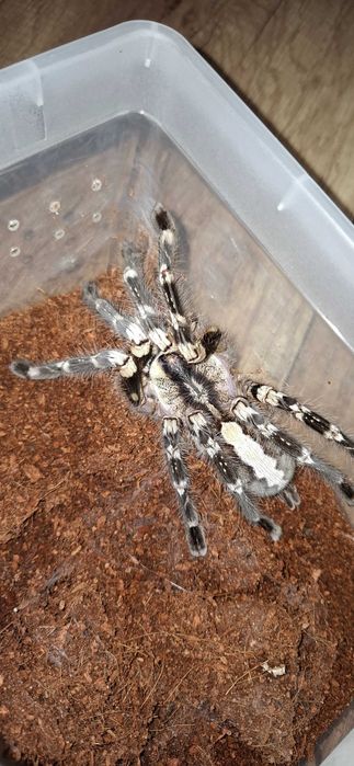 P.re.galis samice  dorosłe