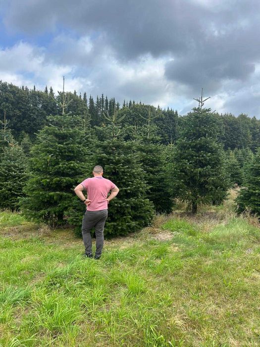 Jodła Kaukaska DO 4M IDEALNA