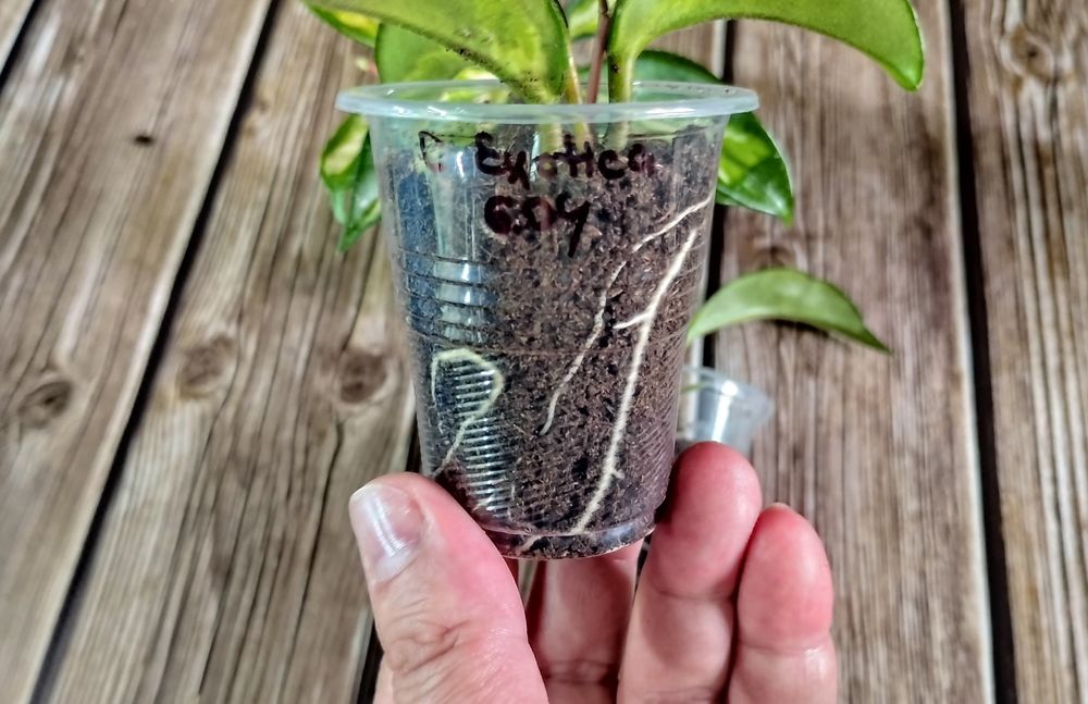 Hoya Carnosa Exotica