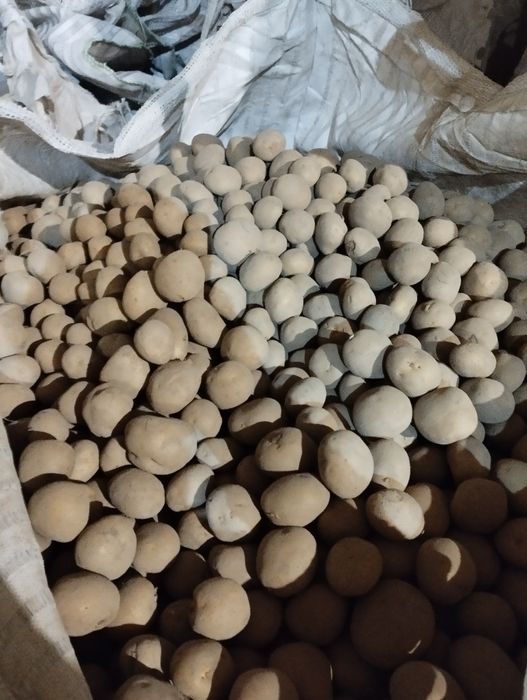 Ziemniaki 35-45 Denar Vineta wielkość sadzeniaka