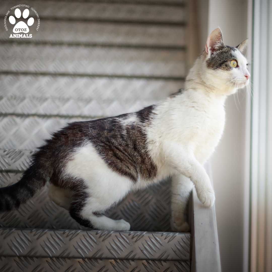 Przekochany kocurek Jędruś do adopcji!