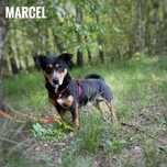 Jamnik mix, 2 letni Marcel, aktywny adopcja za darmo oddam